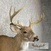 Piebald Whitetail Deer Shoulder Taxidermy Mount For Sale - Image 6