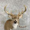 Piebald Whitetail Deer Shoulder Taxidermy Mount For Sale - Image 7