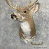 Piebald Whitetail Deer Shoulder Taxidermy Mount For Sale - Image 9