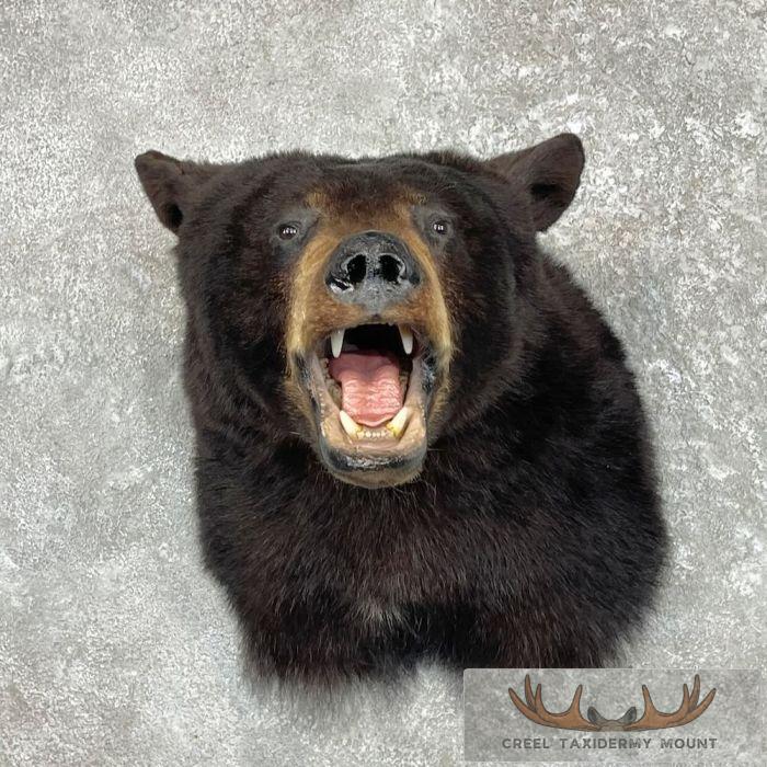 Black Bear Taxidermy Shoulder Mount For Sale - Image 2