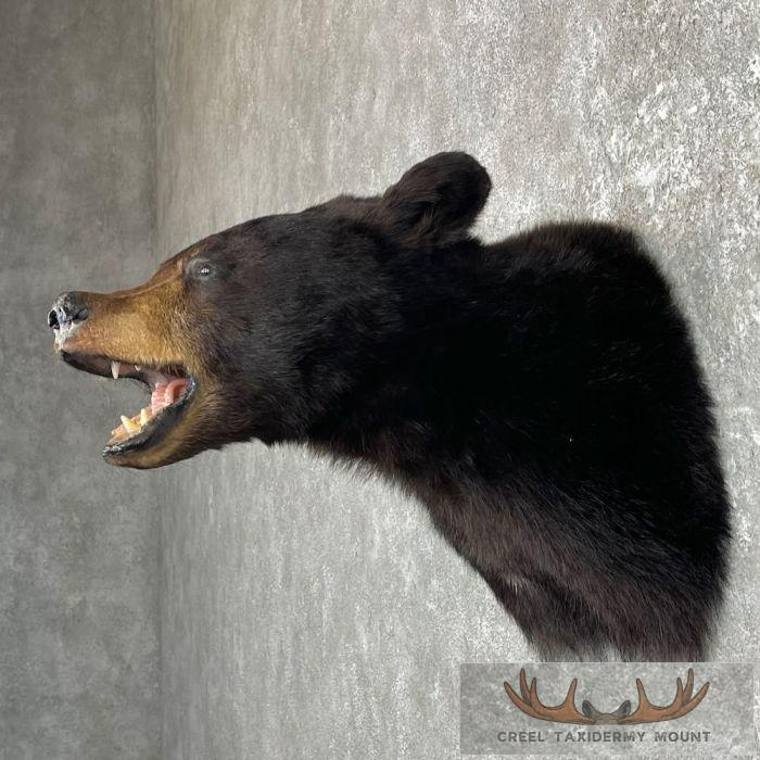 Black Bear Taxidermy Shoulder Mount For Sale - Image 3