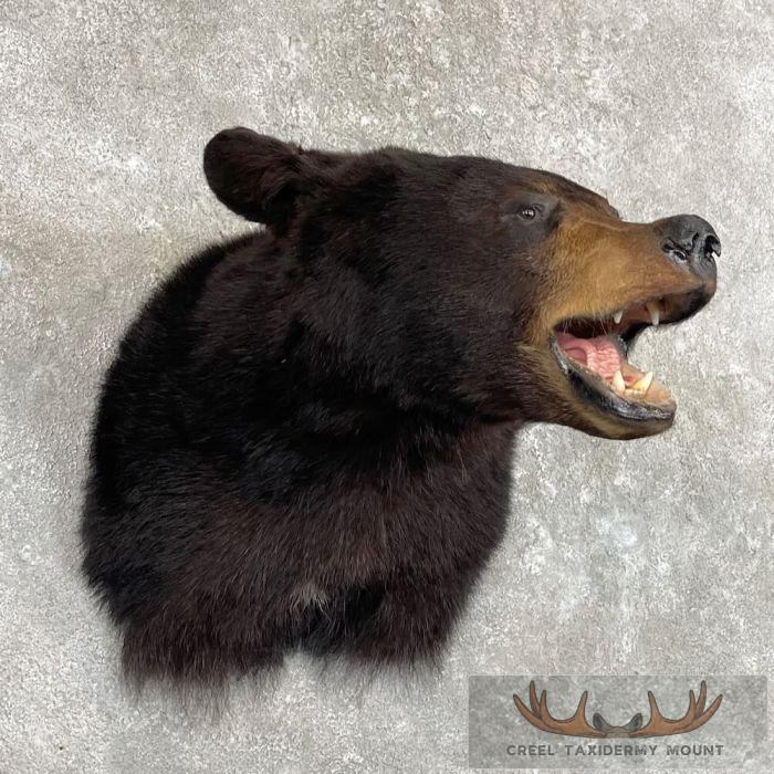 Black Bear Taxidermy Shoulder Mount For Sale - Image 4