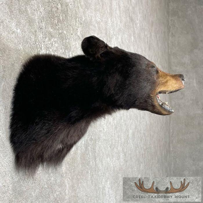 Black Bear Taxidermy Shoulder Mount For Sale - Image 5