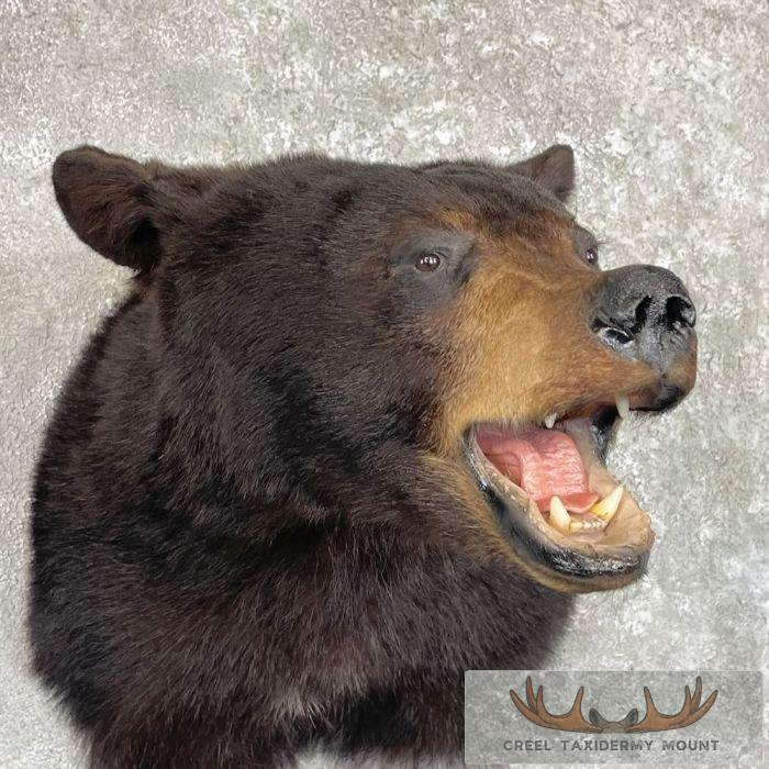 Black Bear Taxidermy Shoulder Mount For Sale - Image 6