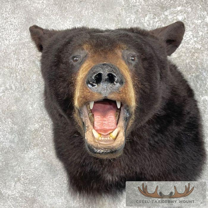 Black Bear Taxidermy Shoulder Mount For Sale - Image 7