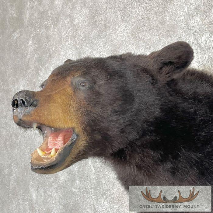 Black Bear Taxidermy Shoulder Mount For Sale - Image 8