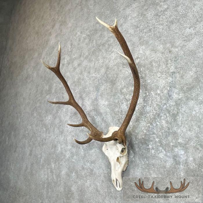 Rocky Mountain Elk Skull European Taxidermy Mount For Sale - Image 2