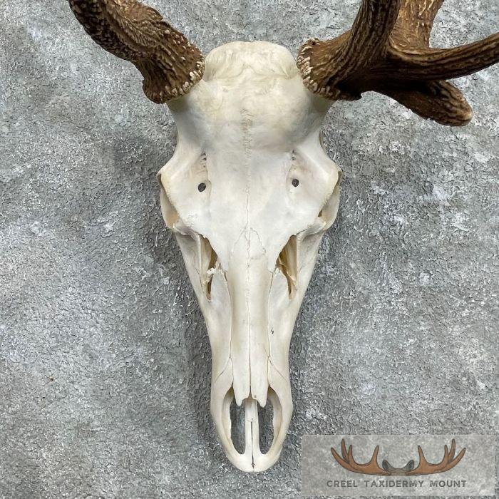 Rocky Mountain Elk Skull European Taxidermy Mount For Sale - Image 4