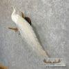 White Peacock Taxidermy Bird Mount For Sale - Image 2