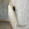 White Peacock Taxidermy Bird Mount For Sale - Image 3