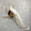 White Peacock Taxidermy Bird Mount For Sale - Image 4