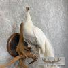 White Peacock Taxidermy Bird Mount For Sale - Image 6