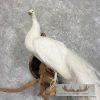 White Peacock Taxidermy Bird Mount For Sale - Image 7