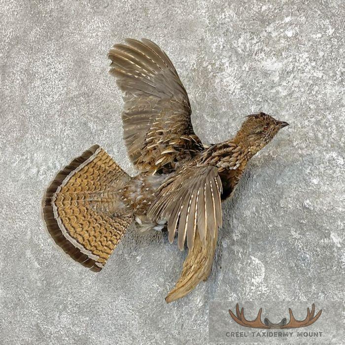 Ruffed Grouse Taxidermy Bird Mount For Sale - Image 2