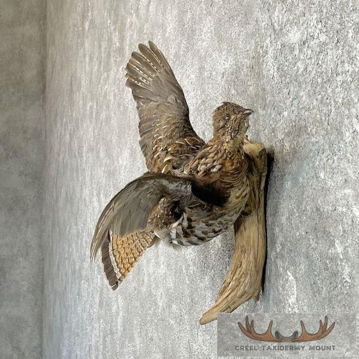 Ruffed Grouse Taxidermy Bird Mount For Sale - Image 3