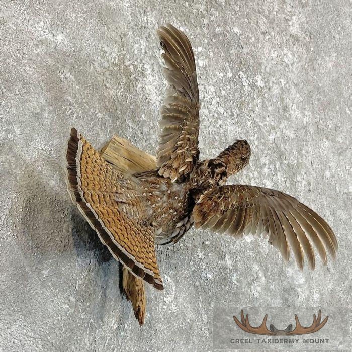 Ruffed Grouse Taxidermy Bird Mount For Sale - Image 4