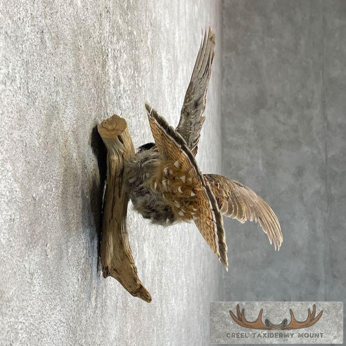 Ruffed Grouse Taxidermy Bird Mount For Sale - Image 5