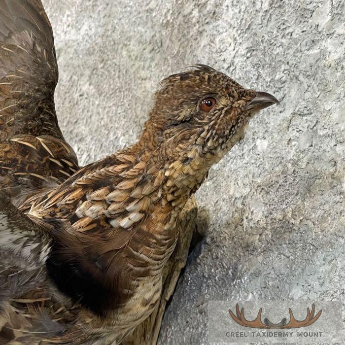 Ruffed Grouse Taxidermy Bird Mount For Sale - Image 6
