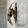 Ruffed Grouse Taxidermy Bird Mount For Sale - Image 3