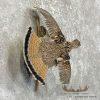 Ruffed Grouse Taxidermy Bird Mount For Sale - Image 4