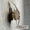 Ruffed Grouse Taxidermy Bird Mount For Sale - Image 5