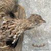 Ruffed Grouse Taxidermy Bird Mount For Sale - Image 6