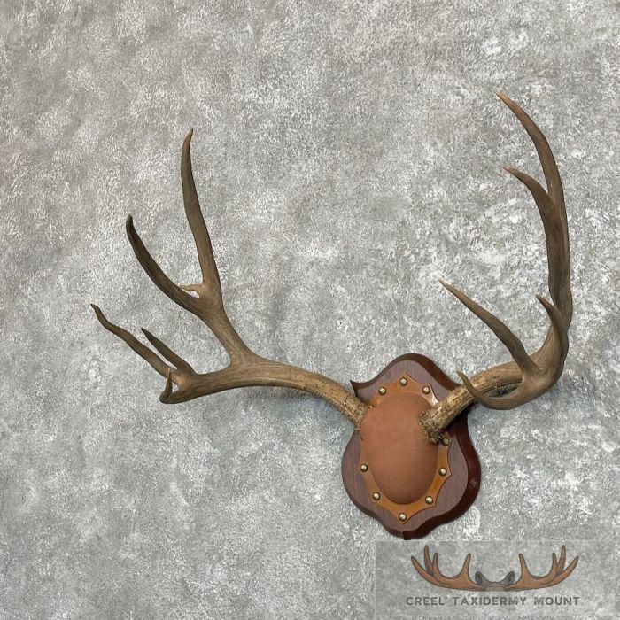 Mule Deer Antler Plaque Taxidermy Mount For Sale - Image 2