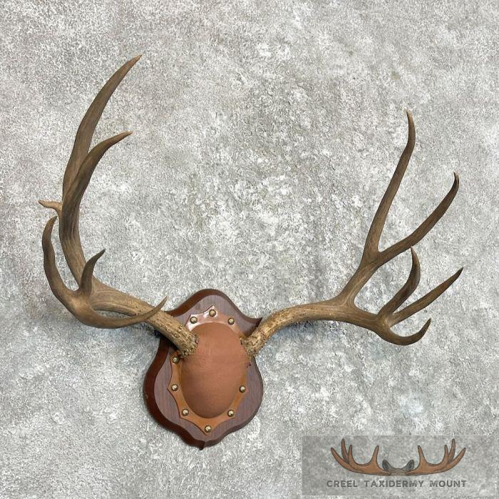 Mule Deer Antler Plaque Taxidermy Mount For Sale - Image 3