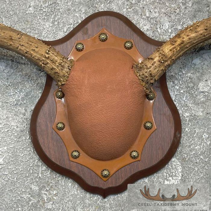 Mule Deer Antler Plaque Taxidermy Mount For Sale - Image 4