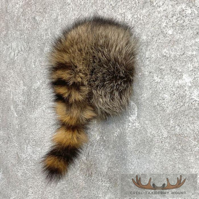 Raccoon Rump Novelty Taxidermy Mount For Sale - Image 3
