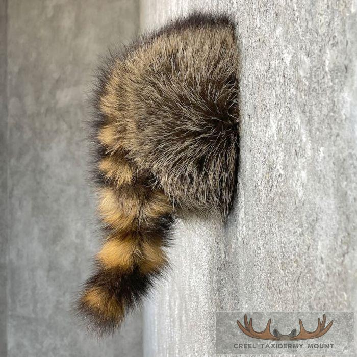 Raccoon Rump Novelty Taxidermy Mount For Sale - Image 2