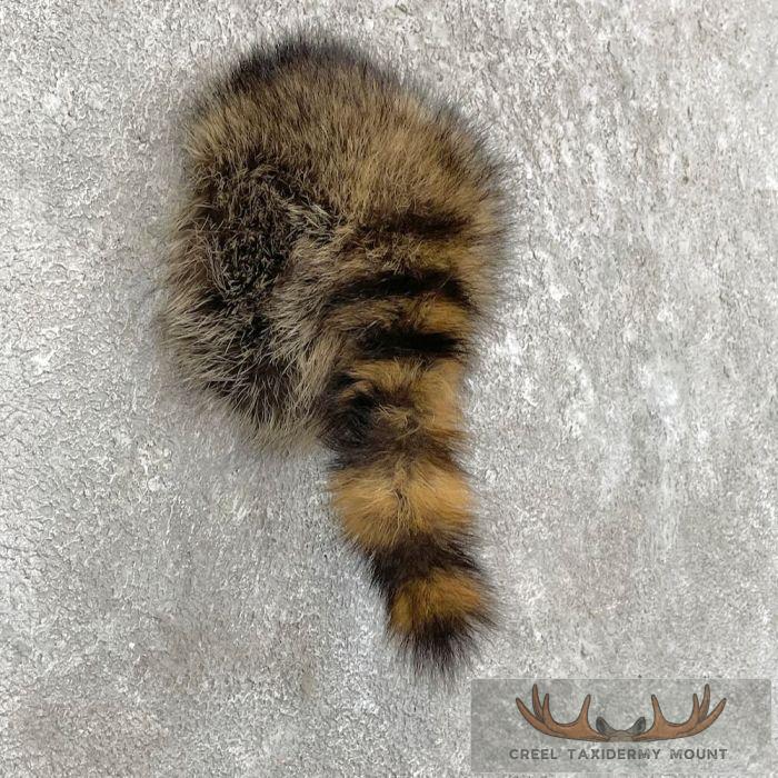 Raccoon Rump Novelty Taxidermy Mount For Sale - Image 4
