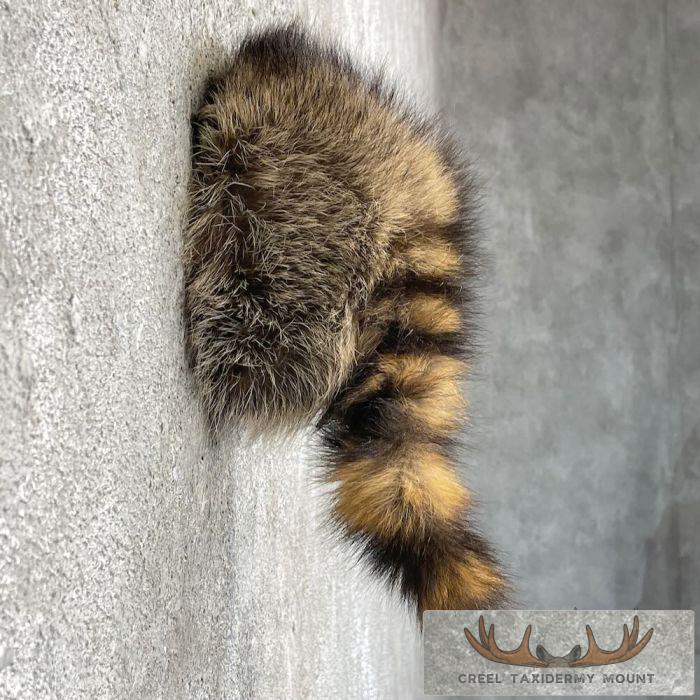 Raccoon Rump Novelty Taxidermy Mount For Sale - Image 5