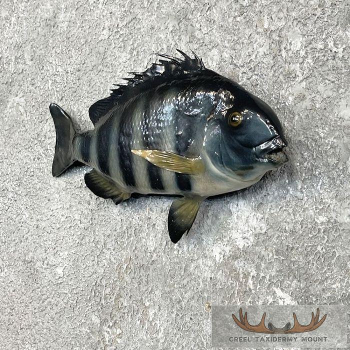 Sheepshead Taxidermy Fish Mount For Sale - Image 2