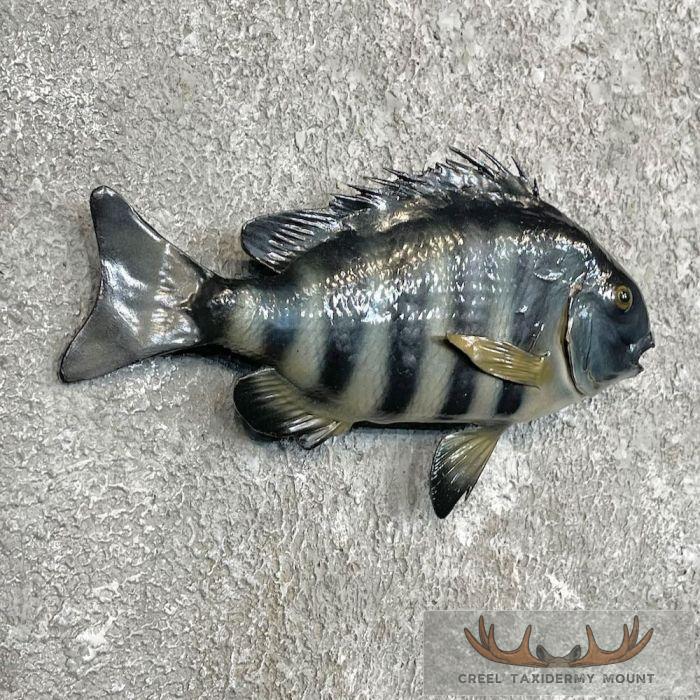 Sheepshead Taxidermy Fish Mount For Sale - Image 3