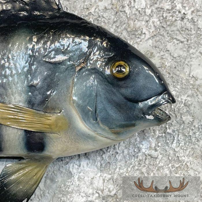 Sheepshead Taxidermy Fish Mount For Sale - Image 4