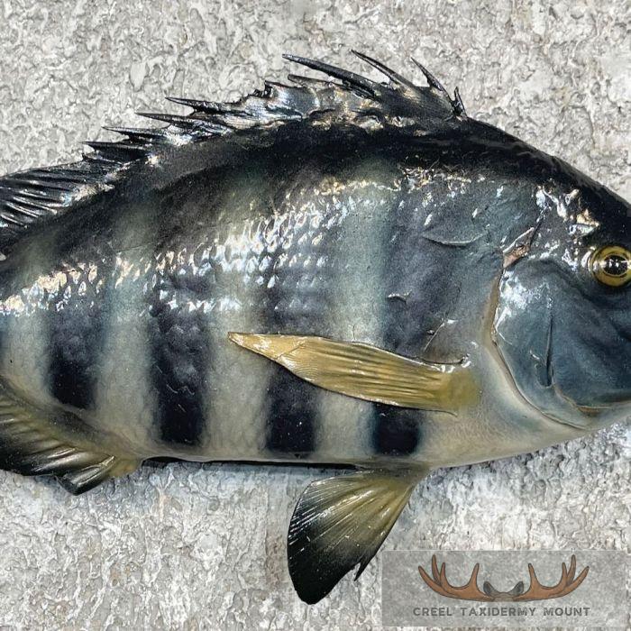 Sheepshead Taxidermy Fish Mount For Sale - Image 5