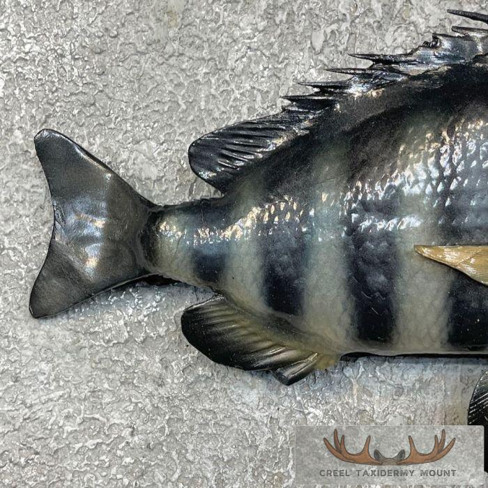 Sheepshead Taxidermy Fish Mount For Sale - Image 6