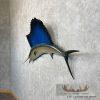 Atlantic Sailfish Taxidermy Fish Mount For Sale - Image 2