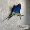 Atlantic Sailfish Taxidermy Fish Mount For Sale - Image 3