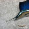 Atlantic Sailfish Taxidermy Fish Mount For Sale - Image 4
