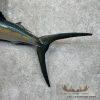 Atlantic Sailfish Taxidermy Fish Mount For Sale - Image 6