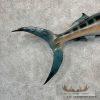Blue Marlin Taxidermy Fish Mount For Sale - Image 7