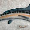 Blue Marlin Taxidermy Fish Mount For Sale - Image 6