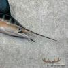 Blue Marlin Taxidermy Fish Mount For Sale - Image 4
