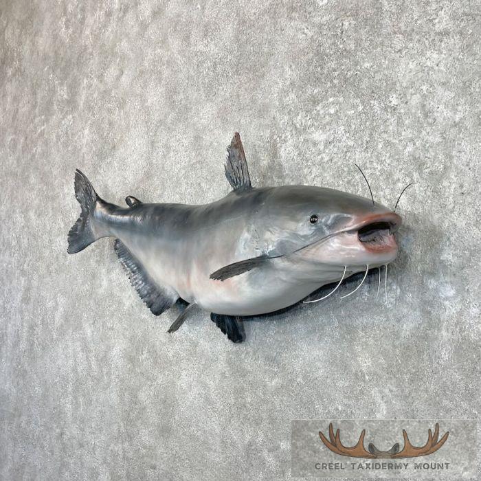Blue Catfish Taxidermy Fish Mount For Sale - Image 3