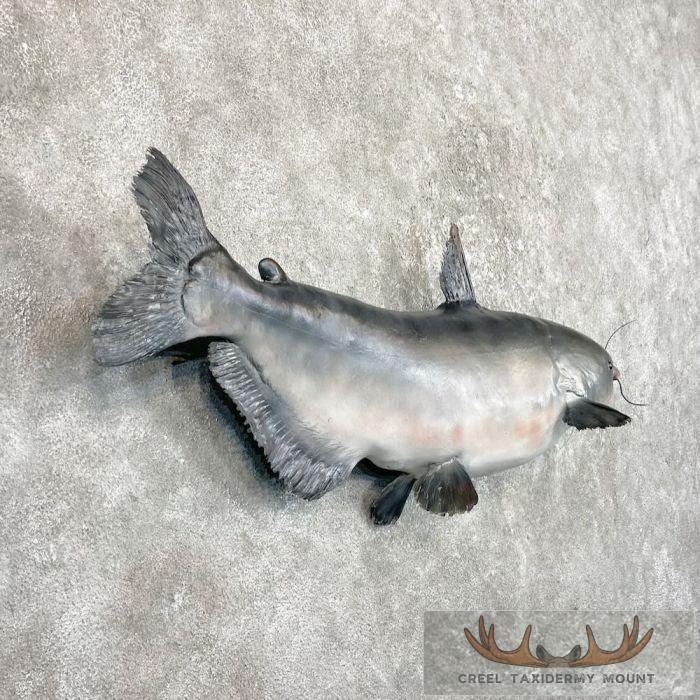 Blue Catfish Taxidermy Fish Mount For Sale - Image 2