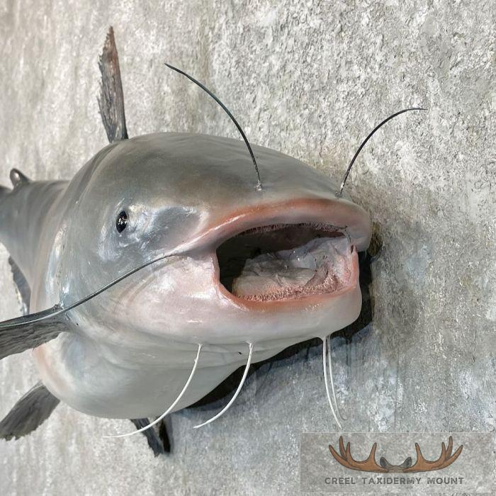 Blue Catfish Taxidermy Fish Mount For Sale - Image 4
