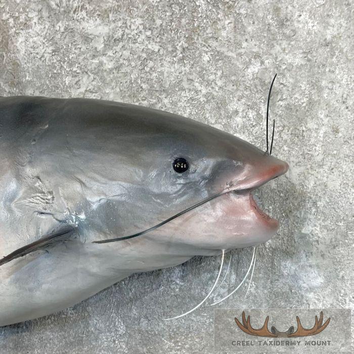 Blue Catfish Taxidermy Fish Mount For Sale - Image 5