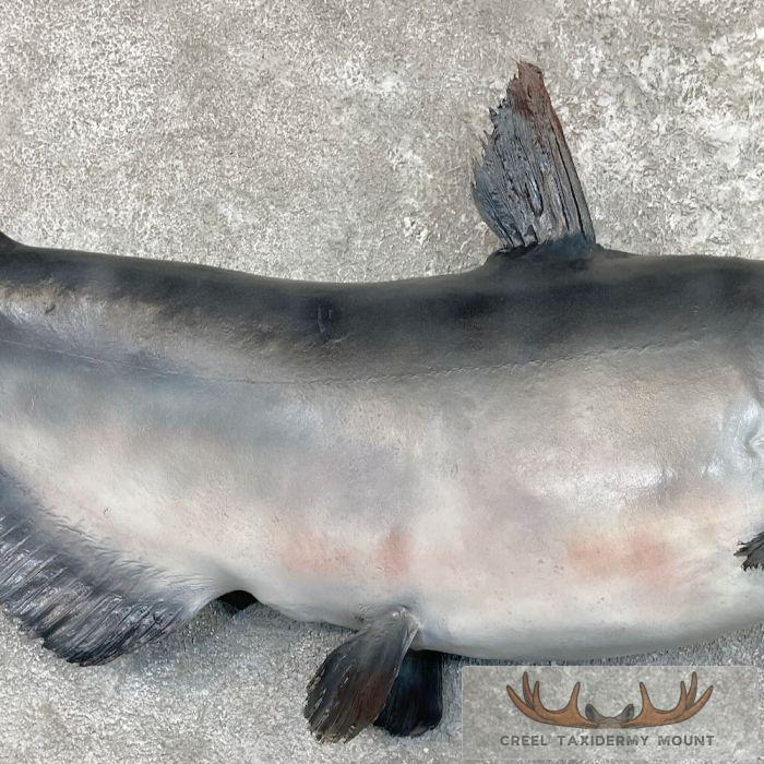Blue Catfish Taxidermy Fish Mount For Sale - Image 6